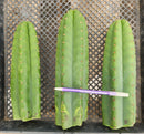 #EC130 Justus' Trichocereus NOID Collection of Cuttings
