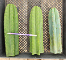 #EC130 Justus' Trichocereus NOID Collection of Cuttings