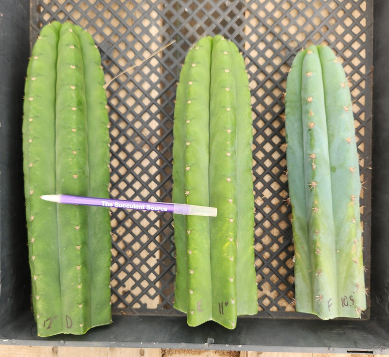 #EC130 Justus' Trichocereus NOID Collection of Cuttings