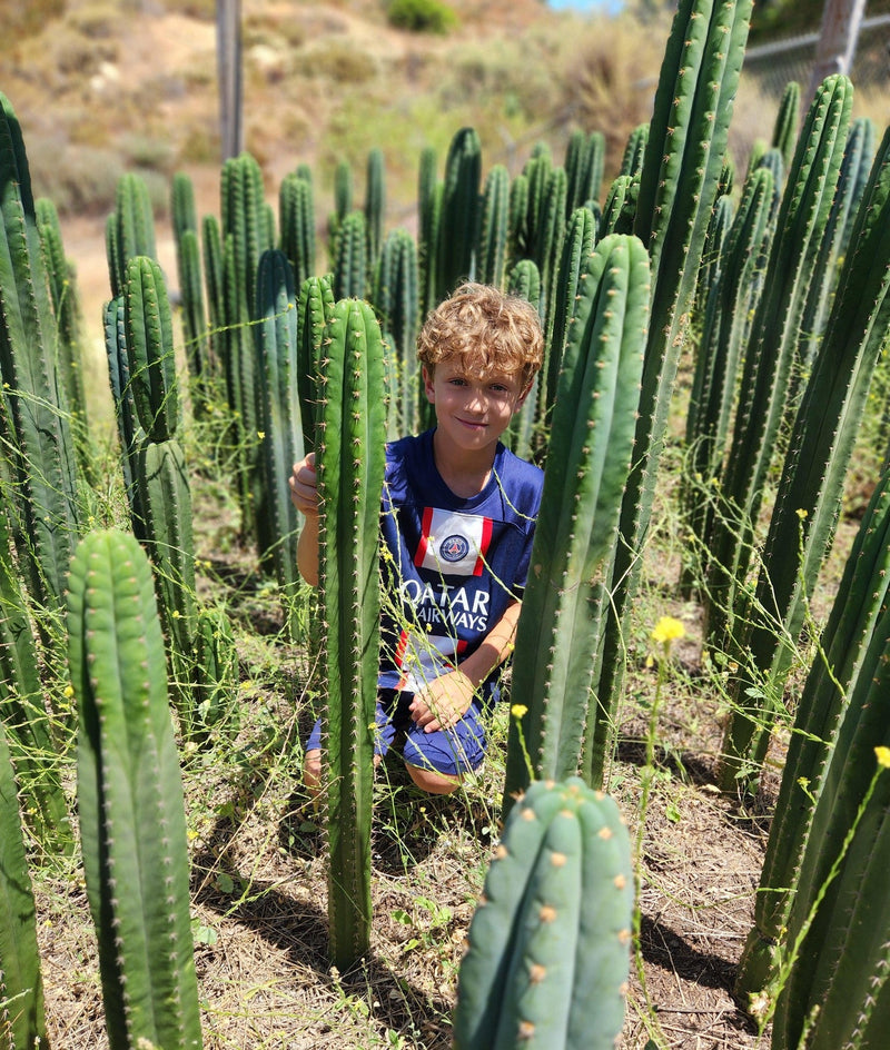 #EC130 Justus' Trichocereus NOID Collection of Cuttings