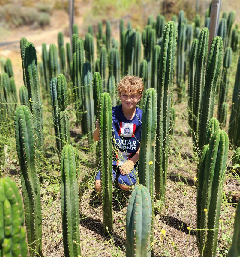 #EC130 Justus' Trichocereus NOID Collection of Cuttings