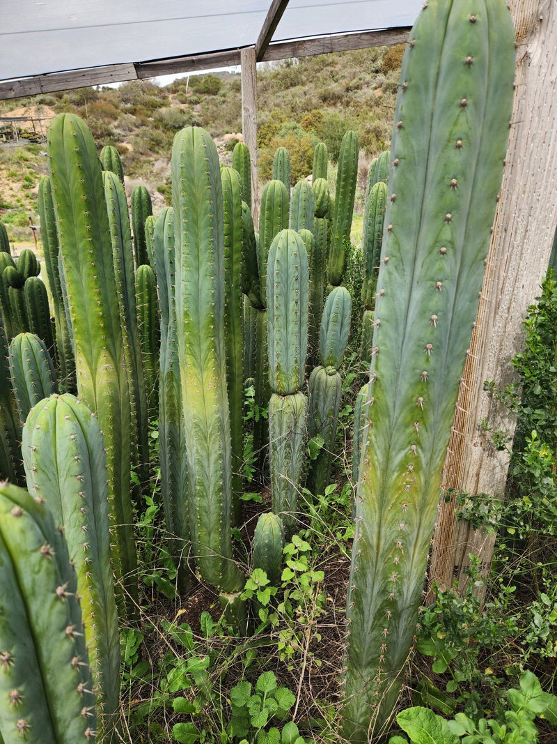 #EC130 Justus' Trichocereus NOID Collection of Cuttings