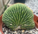 Cactus Variegated Crested Trichocereus Pachanoi China Gold Clone 1 Gallon Pot Live Plant