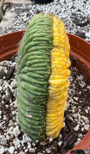 Cactus Variegated Crested Trichocereus Pachanoi China Gold Clone 1 Gallon Pot Live Plant