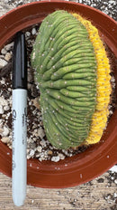 Cactus Variegated Crested Trichocereus Pachanoi China Gold Clone 1 Gallon Pot Live Plant