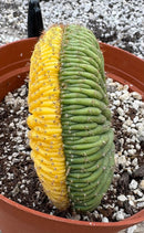 Cactus Variegated Crested Trichocereus Pachanoi China Gold Clone 1 Gallon Pot Live Plant