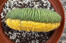 Cactus Variegated Crested Trichocereus Pachanoi China Gold Clone 1 Gallon Pot Live Plant