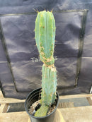 #EC135 EXACT Trichocereus Lost Label Cactus 18”