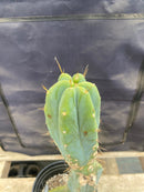 #EC135 EXACT Trichocereus Lost Label Cactus 18”