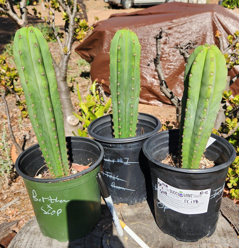 #EC138 EXACT Trichocereus Hybrid Scopulicola Scop Potted Specimens