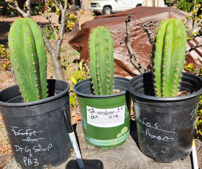 #EC138 EXACT Trichocereus Hybrid Scopulicola Scop Potted Specimens