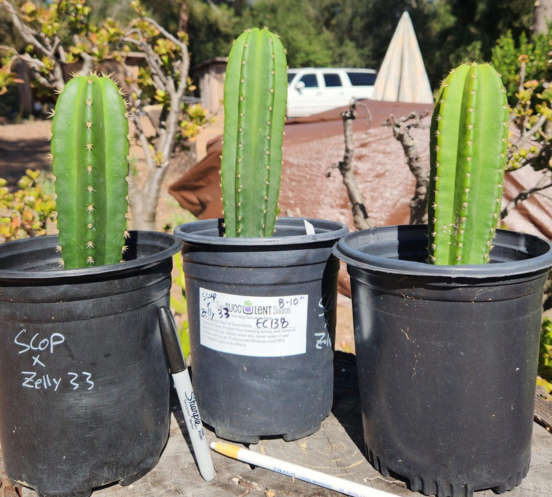 #EC138 EXACT Trichocereus Hybrid Scopulicola Scop Potted Specimens