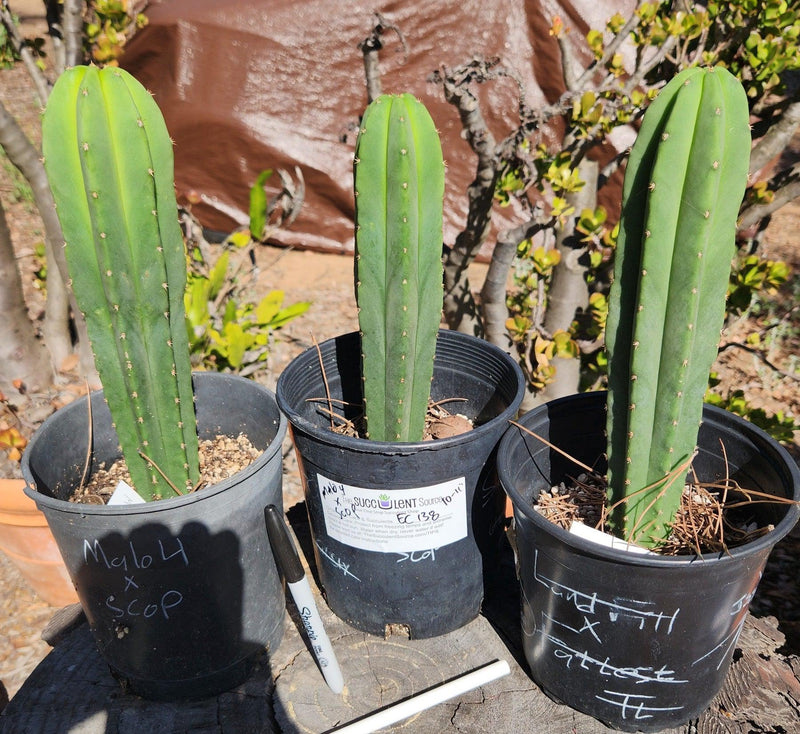 #EC138 EXACT Trichocereus Hybrid Scopulicola Scop Potted Specimens