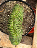 #EC139 EXACT Trichocereus Pachanoi San Pedro Crested Cactus in 8"