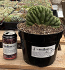 #EC139 EXACT Trichocereus Pachanoi San Pedro Crested Cactus in 8"