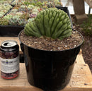 #EC139 EXACT Trichocereus Pachanoi San Pedro Crested Cactus in 8"