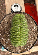 #EC139 EXACT Trichocereus Pachanoi San Pedro Crested Cactus in 8"