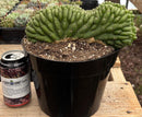 #EC139 EXACT Trichocereus Pachanoi San Pedro Crested Cactus in 8"