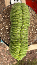 #EC139 EXACT Trichocereus Pachanoi San Pedro Crested Cactus in 8"
