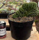 #EC139 EXACT Trichocereus Pachanoi San Pedro Crested Cactus in 8"