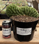 #EC139 EXACT Trichocereus Pachanoi San Pedro Crested Cactus in 8"