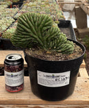 #EC139 EXACT Trichocereus Pachanoi San Pedro Crested Cactus in 8"