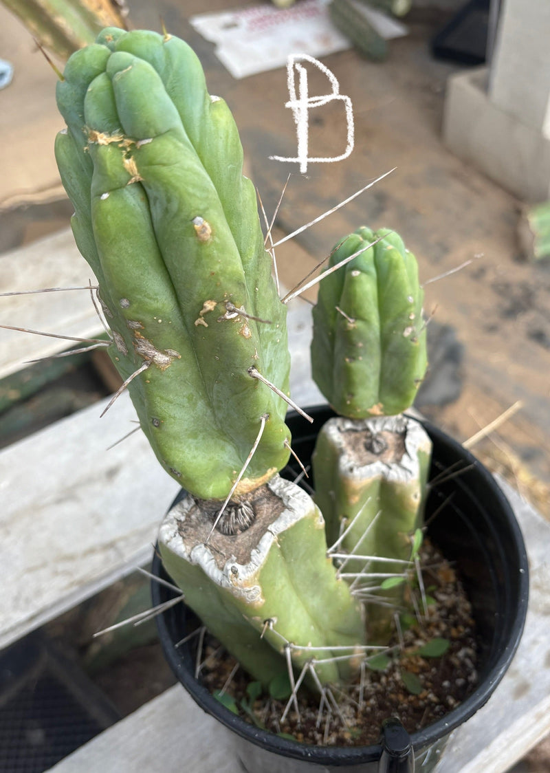 #EC14 Exact Trichocereus Bridgesii "Jiimz Twin Spine" Potted Cactus A-E