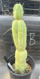 Potted Cactus Trichocereus Bridgesii Jiimz Twin Spine 1 Gallon by The Succulent Source