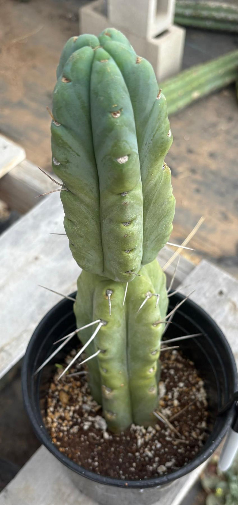 #EC14 Exact Trichocereus Bridgesii "Jiimz Twin Spine" Potted Cactus A-E