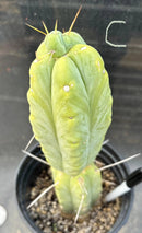 Potted Cactus Trichocereus Bridgesii Jiimz Twin Spine 1 Gallon by The Succulent Source