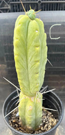 Potted Cactus Trichocereus Bridgesii Jiimz Twin Spine 1 Gallon by The Succulent Source