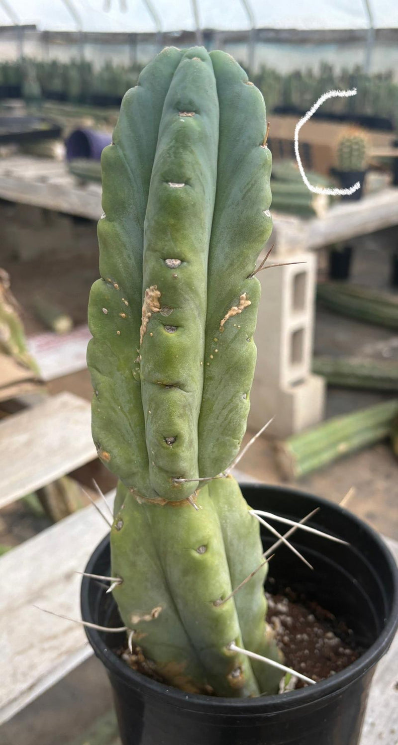 #EC14 Exact Trichocereus Bridgesii "Jiimz Twin Spine" Potted Cactus A-E