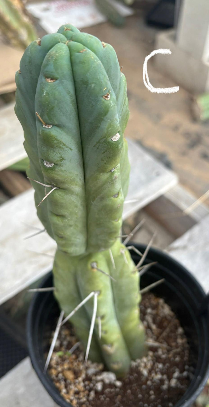 #EC14 Exact Trichocereus Bridgesii "Jiimz Twin Spine" Potted Cactus A-E