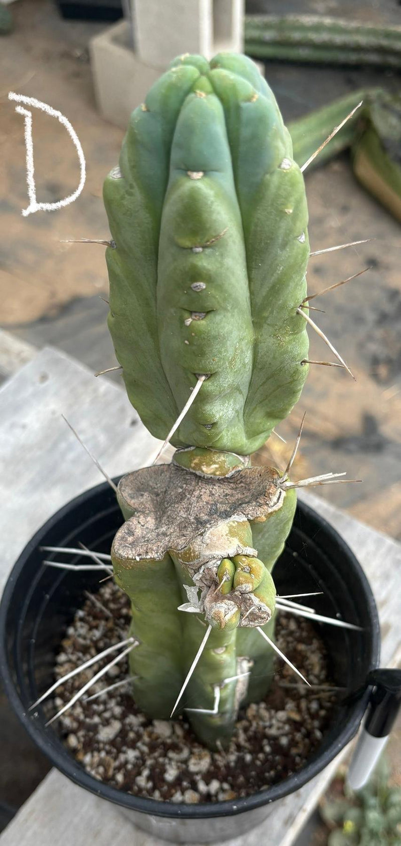 #EC14 Exact Trichocereus Bridgesii "Jiimz Twin Spine" Potted Cactus A-E