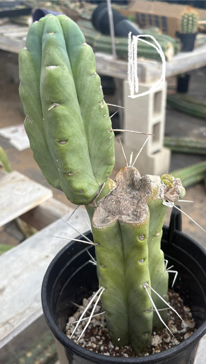 #EC14 Exact Trichocereus Bridgesii "Jiimz Twin Spine" Potted Cactus A-E