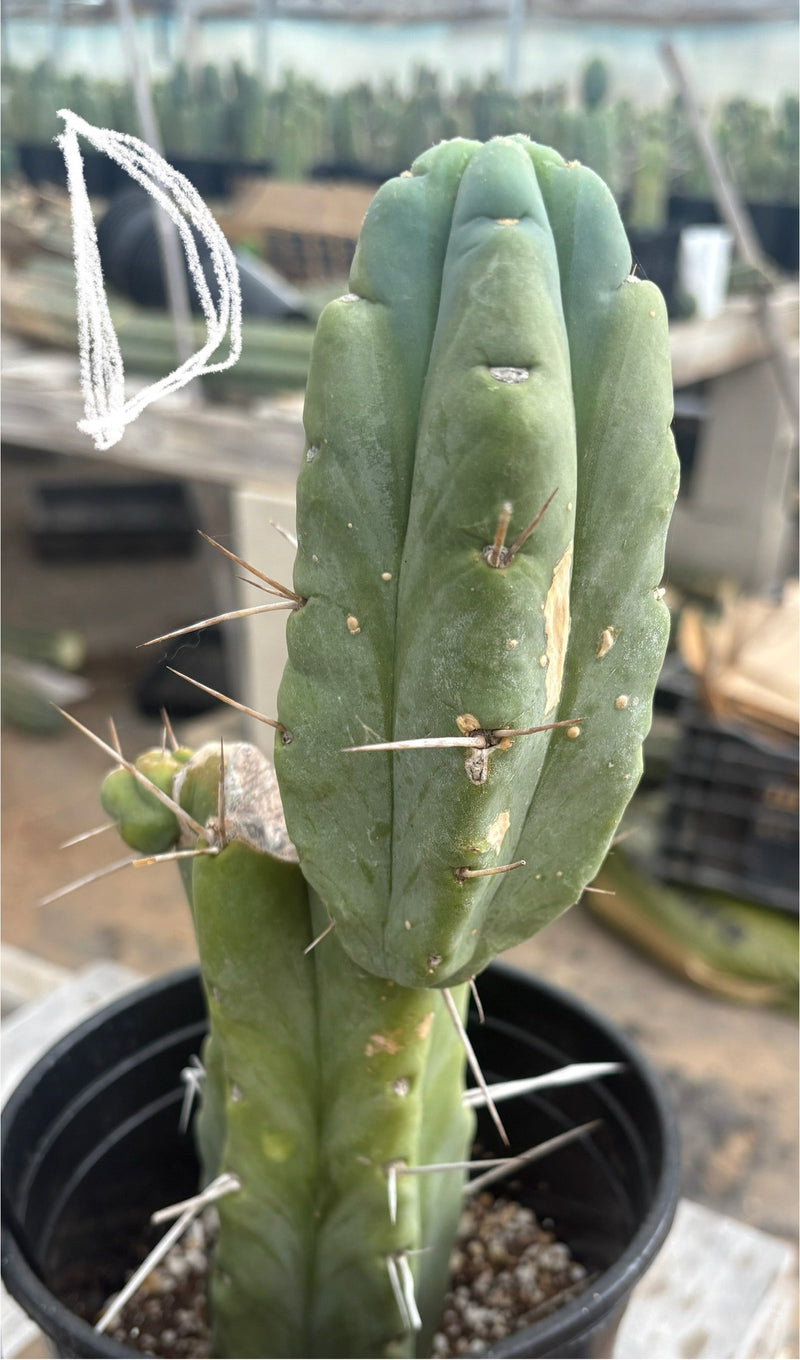 #EC14 Exact Trichocereus Bridgesii "Jiimz Twin Spine" Potted Cactus A-E