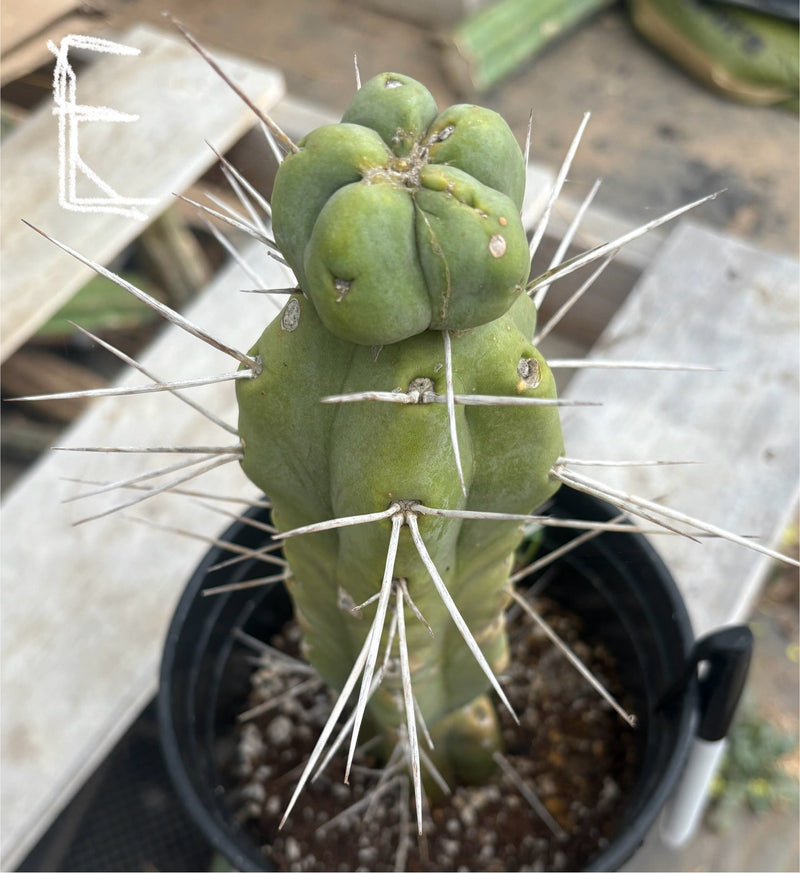 #EC14 Exact Trichocereus Bridgesii "Jiimz Twin Spine" Potted Cactus A-E