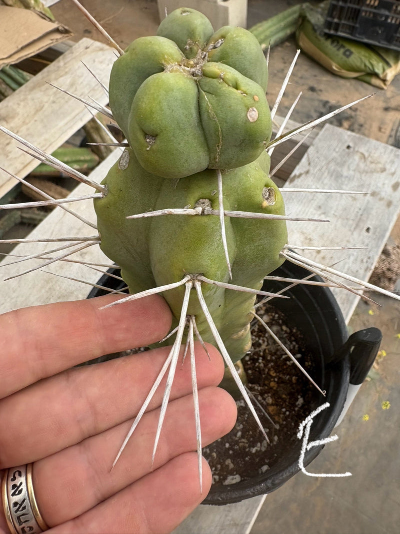 #EC14 Exact Trichocereus Bridgesii "Jiimz Twin Spine" Potted Cactus A-E