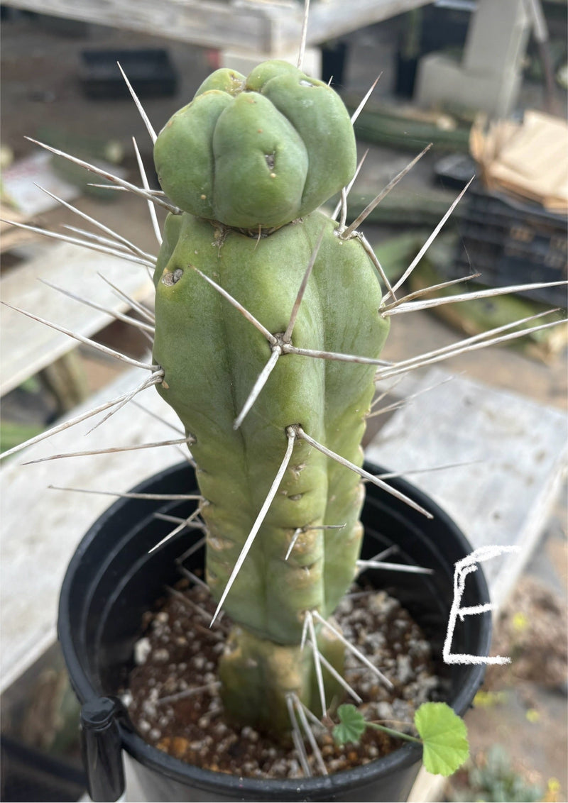 #EC14 Exact Trichocereus Bridgesii "Jiimz Twin Spine" Potted Cactus A-E
