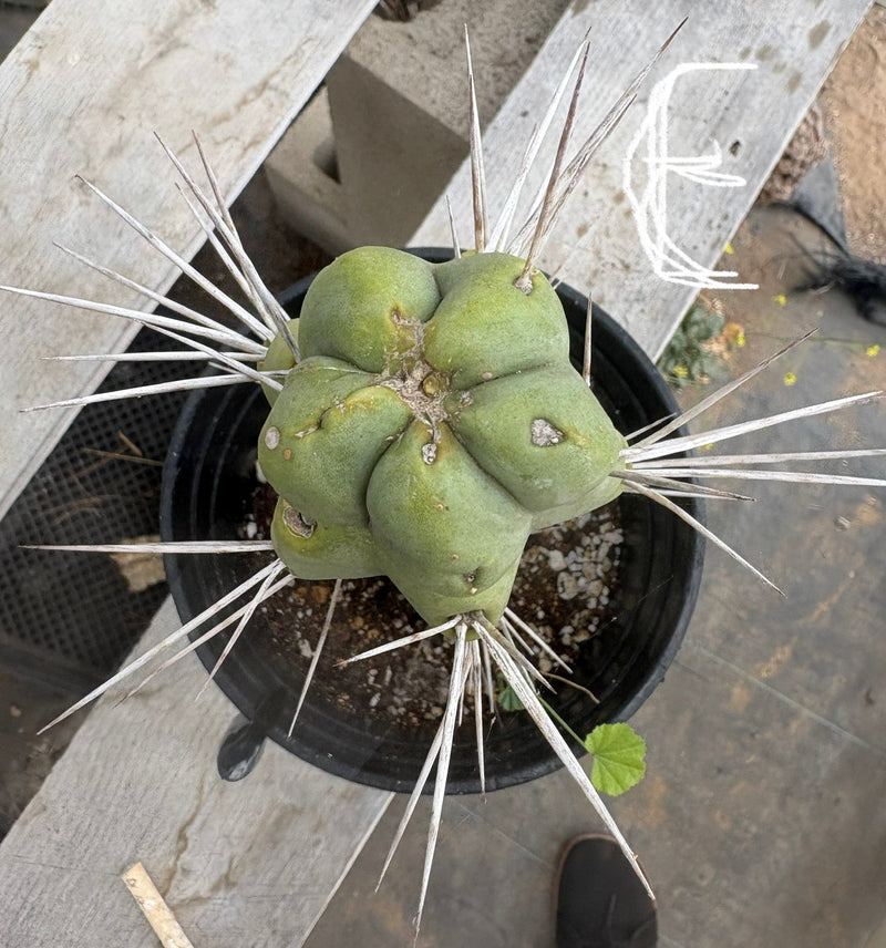 #EC14 Exact Trichocereus Bridgesii "Jiimz Twin Spine" Potted Cactus A-E