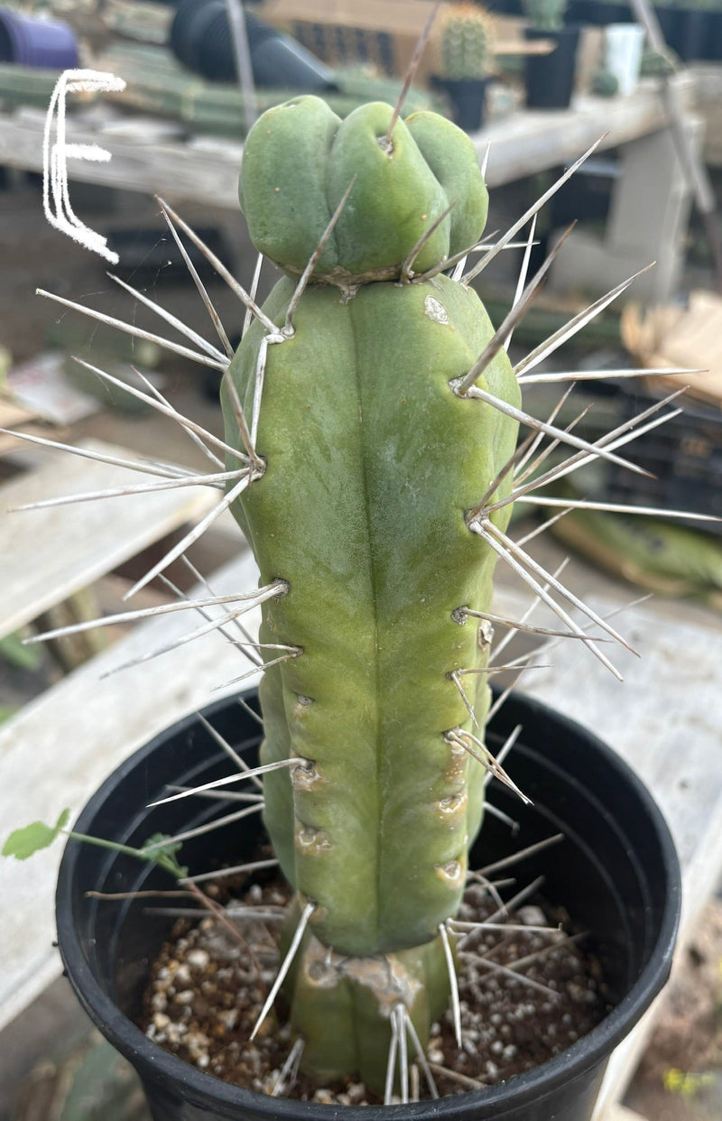 #EC14 Exact Trichocereus Bridgesii "Jiimz Twin Spine" Potted Cactus A-E