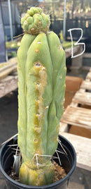 Potted Cactus Trichocereus Bridgesii Jiimz Twin Spine 1 Gallon by The Succulent Source