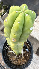 Potted Cactus Trichocereus Bridgesii Jiimz Twin Spine 1 Gallon by The Succulent Source