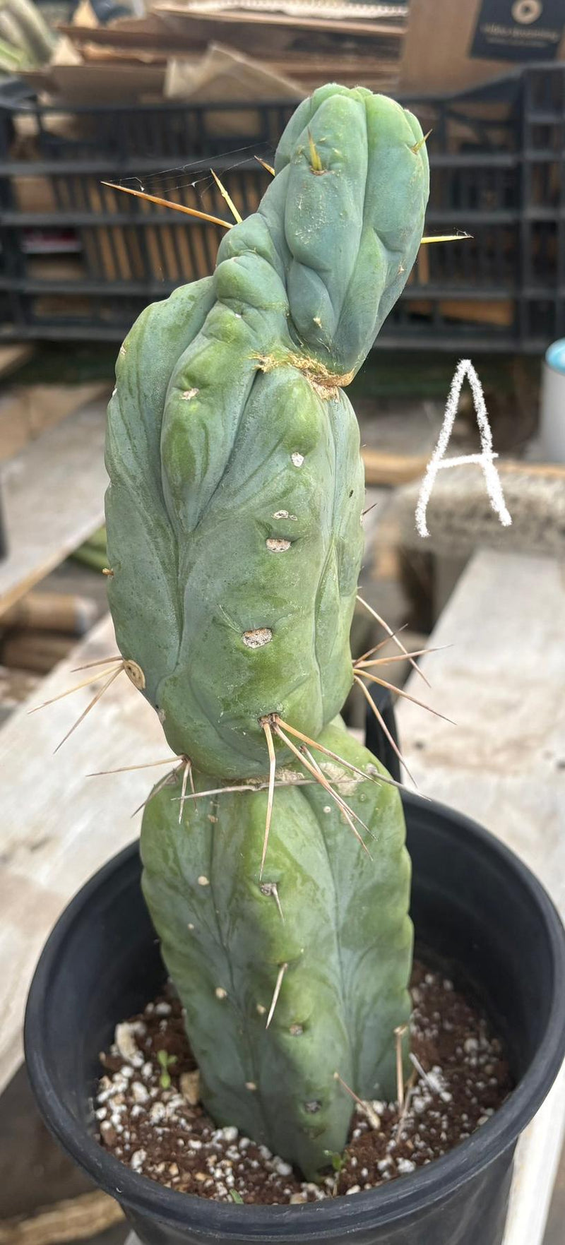 #EC14 Exact Trichocereus Bridgesii "Jiimz Twin Spine" Potted Cactus A-E