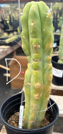 Potted Cactus Trichocereus Bridgesii Jiimz Twin Spine 1 Gallon by The Succulent Source