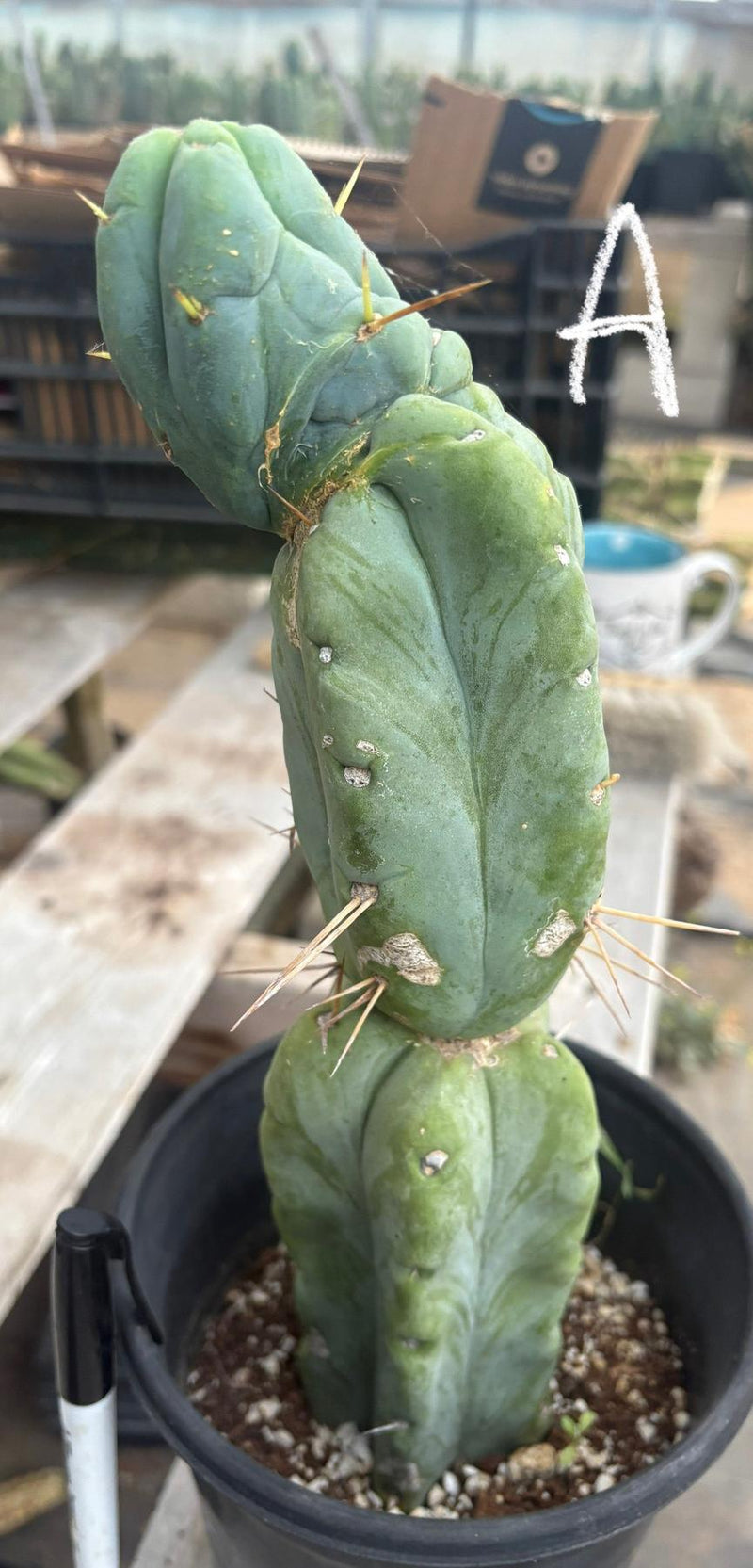 #EC14 Exact Trichocereus Bridgesii "Jiimz Twin Spine" Potted Cactus A-E