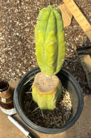 #EC14 Exact Trichocereus Bridgesii "Jiimz Twin Spine" Potted Cactus A-E