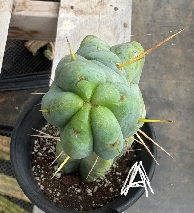 #EC14 Exact Trichocereus Bridgesii "Jiimz Twin Spine" Potted Cactus A-E