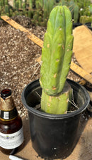 #EC14 Exact Trichocereus Bridgesii "Jiimz Twin Spine" Potted Cactus A-E