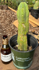 #EC14 Exact Trichocereus Bridgesii "Jiimz Twin Spine" Potted Cactus A-E